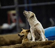 Benamių &scaron;unų rojus Kosta Rikoje &ndash; 750 &scaron;unys gyvena 152 hektarų plote, kur jais rūpinasi veterinarai ir savanoriai