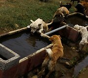 Benamių &scaron;unų rojus Kosta Rikoje &ndash; 750 &scaron;unys gyvena 152 hektarų plote, kur jais rūpinasi veterinarai ir savanoriai