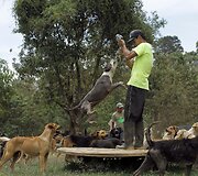 Benamių &scaron;unų rojus Kosta Rikoje &ndash; 750 &scaron;unys gyvena 152 hektarų plote, kur jais rūpinasi veterinarai ir savanoriai