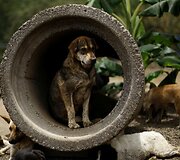 Benamių &scaron;unų rojus Kosta Rikoje &ndash; 750 &scaron;unys gyvena 152 hektarų plote, kur jais rūpinasi veterinarai ir savanoriai