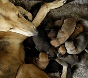 Benamių &scaron;unų rojus Kosta Rikoje &ndash; 750 &scaron;unys gyvena 152 hektarų plote, kur jais rūpinasi veterinarai ir savanoriai