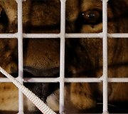 I&scaron; cirko Pietų Amerikoje i&scaron;laisvinti liūtai buvo paleisti į rezervatą Pietų Afrikos Respublikoje