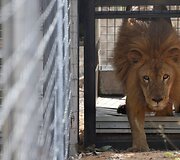 I&scaron; cirko Pietų Amerikoje i&scaron;laisvinti liūtai buvo paleisti į rezervatą Pietų Afrikos Respublikoje