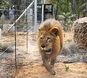 I&scaron; cirko Pietų Amerikoje i&scaron;laisvinti liūtai buvo paleisti į rezervatą Pietų Afrikos Respublikoje
