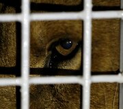 I&scaron; cirko Pietų Amerikoje i&scaron;laisvinti liūtai buvo paleisti į rezervatą Pietų Afrikos Respublikoje