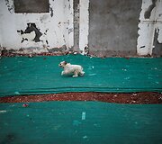 Ant aukso vertės žemės &Scaron;anchajuje gyvenantys kinai nesutinka atiduoti savo namų pusvelčiui