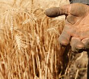 Egiptiečio ūkininko ranka