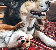 Lapės ir &scaron;uns draugystė