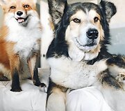 Lapės ir &scaron;uns draugystė