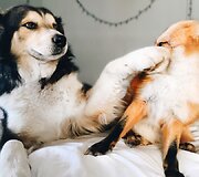 Lapės ir &scaron;uns draugystė