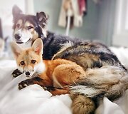 Lapės ir &scaron;uns draugystė