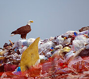 &bdquo;Audubon&ldquo; fotografijos apdovanojimų geriausios 2016 m. pauk&scaron;čių nuotraukos