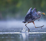 &bdquo;Audubon&ldquo; fotografijos apdovanojimų geriausios 2016 m. pauk&scaron;čių nuotraukos