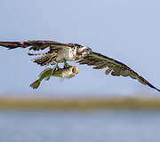 &bdquo;Audubon&ldquo; fotografijos apdovanojimų geriausios 2016 m. pauk&scaron;čių nuotraukos