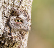 &bdquo;Audubon&ldquo; fotografijos apdovanojimų geriausios 2016 m. pauk&scaron;čių nuotraukos