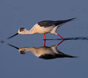 &bdquo;Audubon&ldquo; fotografijos apdovanojimų geriausios 2016 m. pauk&scaron;čių nuotraukos