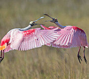 &bdquo;Audubon&ldquo; fotografijos apdovanojimų geriausios 2016 m. pauk&scaron;čių nuotraukos