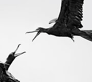 &bdquo;Audubon&ldquo; fotografijos apdovanojimų geriausios 2016 m. pauk&scaron;čių nuotraukos