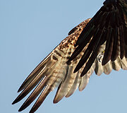 &bdquo;Audubon&ldquo; fotografijos apdovanojimų geriausios 2016 m. pauk&scaron;čių nuotraukos