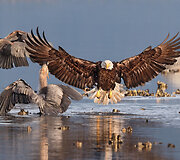 &bdquo;Audubon&ldquo; fotografijos apdovanojimų geriausios 2016 m. pauk&scaron;čių nuotraukos