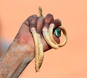 Sadhu, arba Indijos &scaron;ventojo vyro ranka