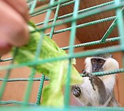 Prie savo namų egiptietis įkūrė zoologijos sodą