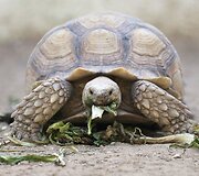 Prie savo namų egiptietis įkūrė zoologijos sodą