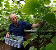 Velerijus kasdien groja savo auginamiems agurkams &scaron;iltnamyje, kad jie augtų didesni ir skanesni