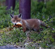 Fotografo užfiksuoti priemiestyje laiką leidžiantys lapių jaunikliai Tainmute