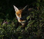 Fotografo užfiksuoti priemiestyje laiką leidžiantys lapių jaunikliai Tainmute