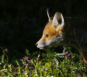 Fotografo užfiksuoti priemiestyje laiką leidžiantys lapių jaunikliai Tainmute