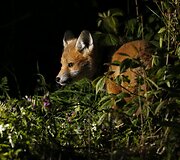 Fotografo užfiksuoti priemiestyje laiką leidžiantys lapių jaunikliai Tainmute