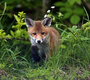 Fotografo užfiksuoti priemiestyje laiką leidžiantys lapių jaunikliai Tainmute