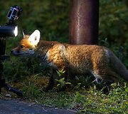 Fotografo užfiksuoti priemiestyje laiką leidžiantys lapių jaunikliai Tainmute