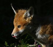 Fotografo užfiksuoti priemiestyje laiką leidžiantys lapių jaunikliai Tainmute