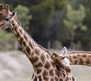 Besiglaudžiančios žirafos Prancūzijos zoologijos sode