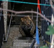 I&scaron; namo bandantis pabėgti leopardas Nepale
