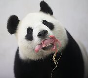 Panda su jaunikliu Belgijos zoologijos sode