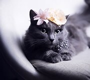 Rumunės glamūrinė katė užkariauja &bdquo;Instagram&ldquo;