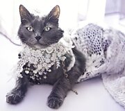 Rumunės glamūrinė katė užkariauja &bdquo;Instagram&ldquo;