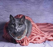 Rumunės glamūrinė katė užkariauja &bdquo;Instagram&ldquo;
