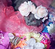 Rumunės glamūrinė katė užkariauja &bdquo;Instagram&ldquo;