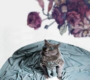 Rumunės glamūrinė katė užkariauja &bdquo;Instagram&ldquo;