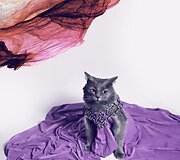 Rumunės glamūrinė katė užkariauja &bdquo;Instagram&ldquo;