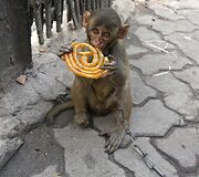 Beždžionėlė valgo saldainį Indijos gatvėje