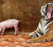 Tigras &scaron;alia kiaulės jauniklio Tailando zoologijos sode