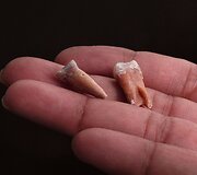 Indonezijos saloje rasta mįslingųjų &bdquo;hobitų&ldquo; tikėtinų protėvių liekanų