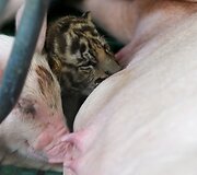 Tailando tigrų zoologijos sodo jauniklis auginamas su kiaulės jaunikliais