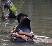 Indonezijos pelkėtoje pakrantėje rasta pora negyvų banginių