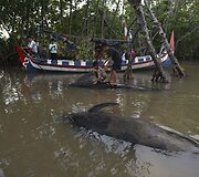 Indonezijos pelkėtoje pakrantėje rasta pora negyvų banginių